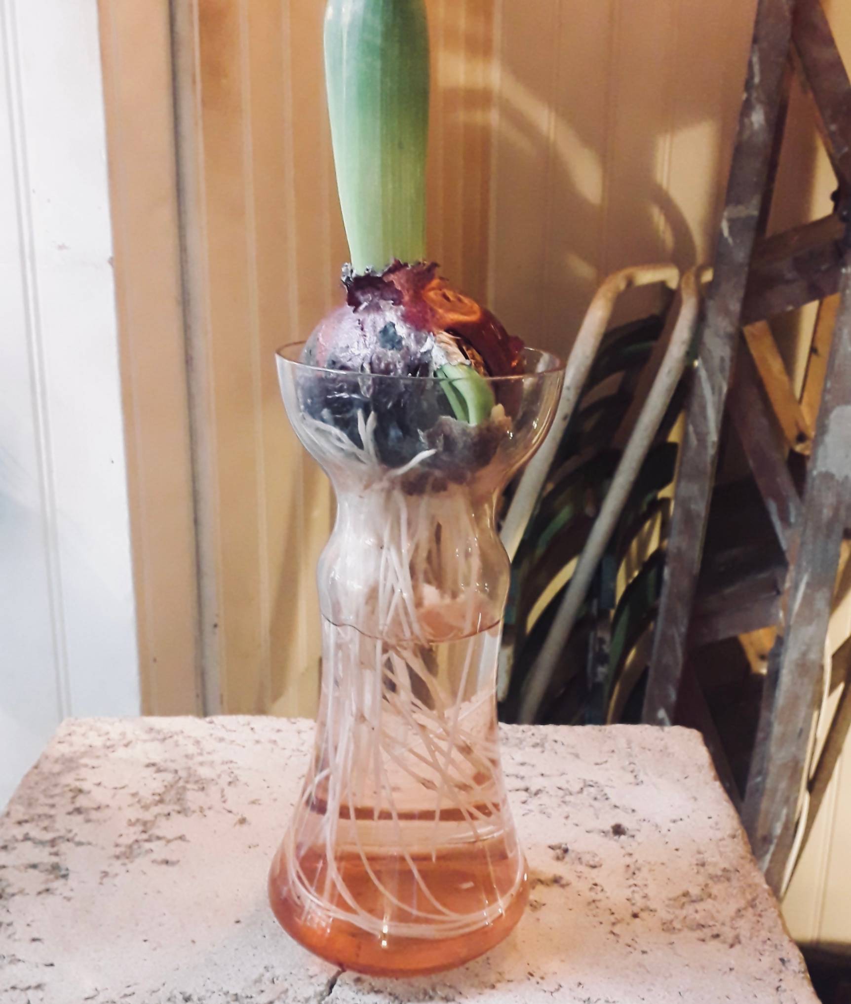 Vase à bulbe ancien (jacinthe) en verre rose - Début de Série