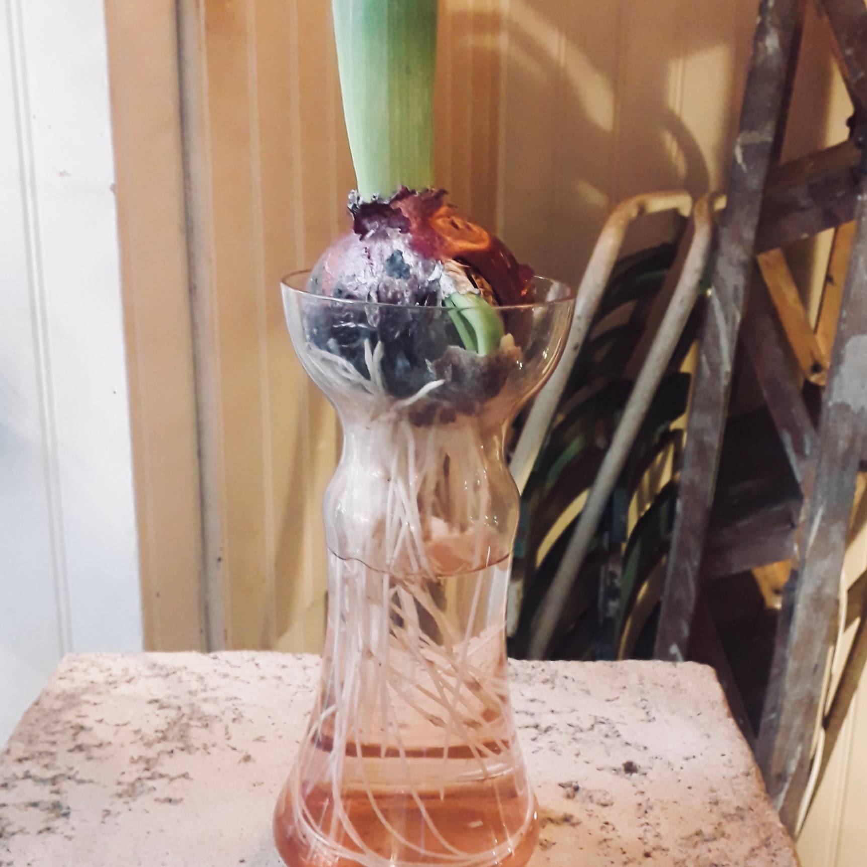 Vase à bulbe ancien (jacinthe) en verre rose - Début de Série